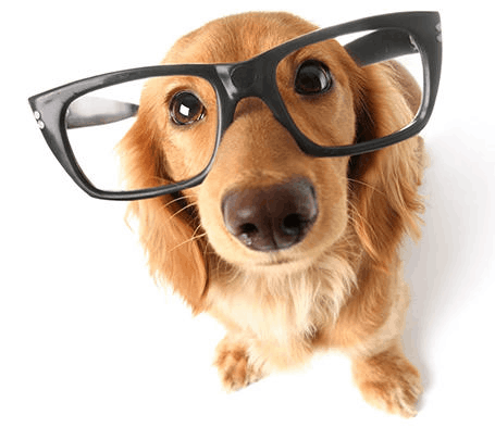 Brain Training For Dogs